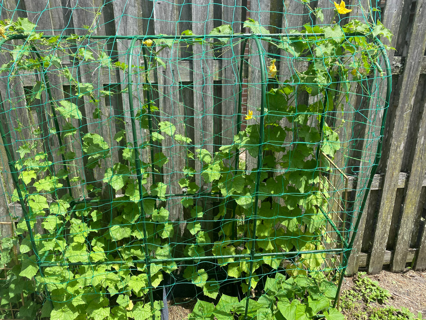 Organic Loofah Gourd Seeds