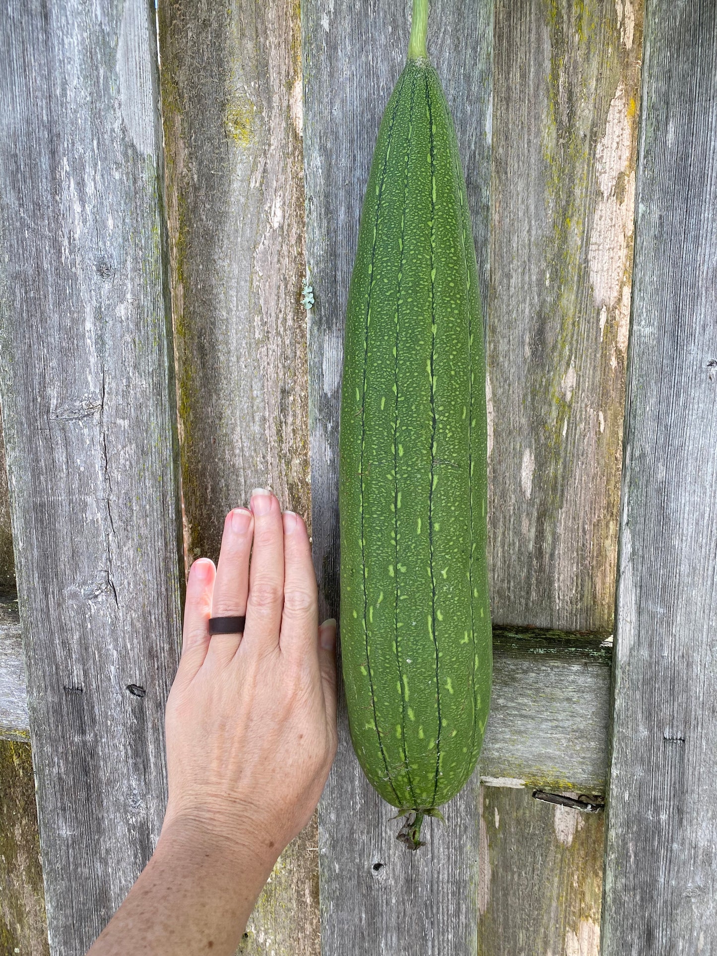 Organic Loofah Gourd Seeds