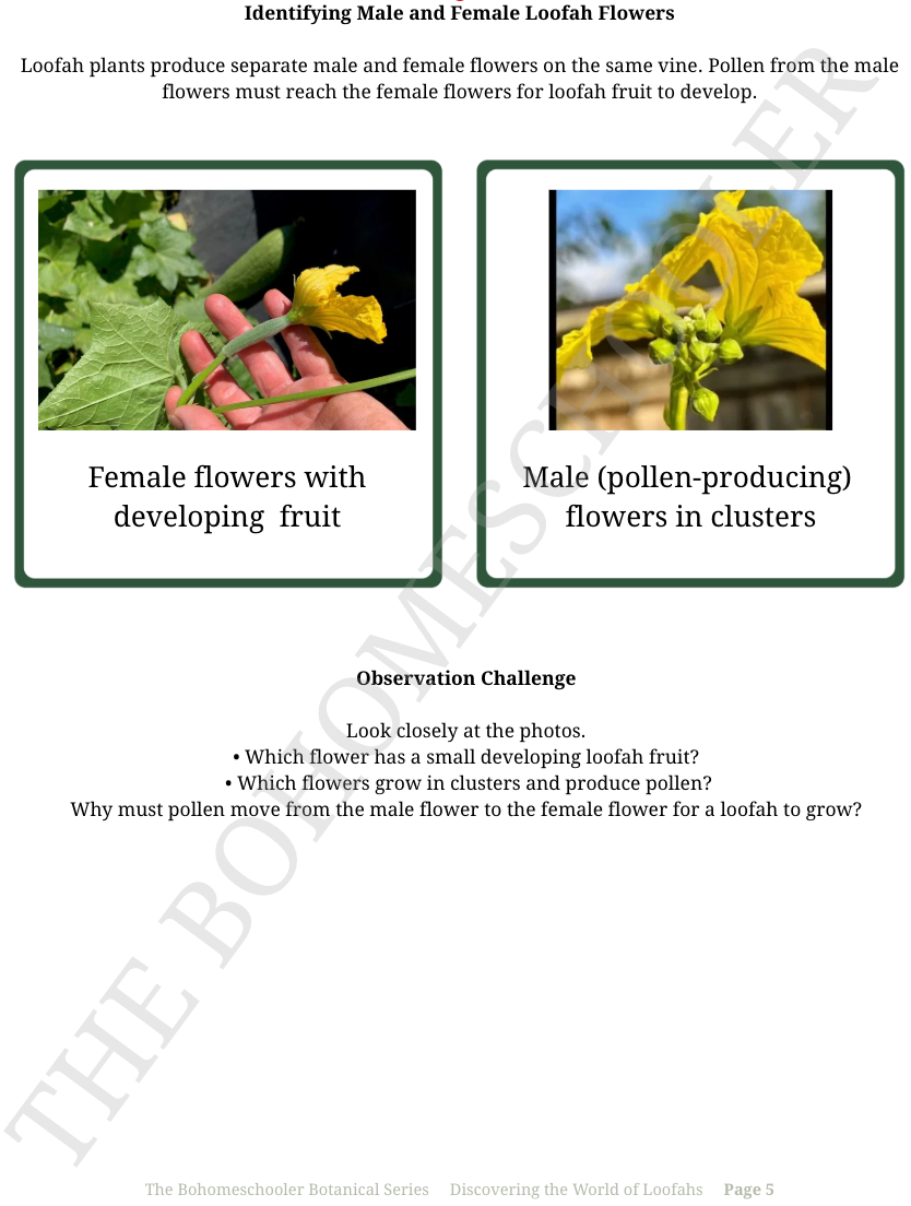 The Bohomeschooler Complete Bundle - All 3 PDFs + Optional Activity Kits